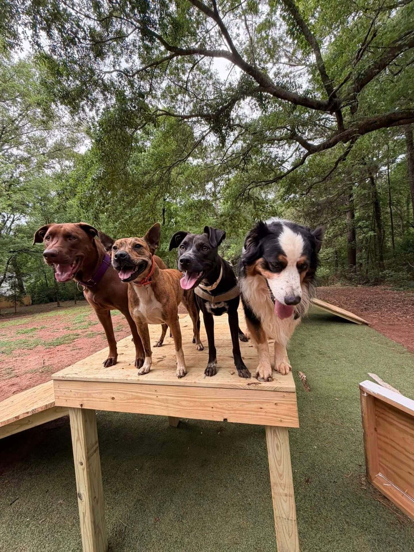 Four happy dogs posing together on a wooden play platform at Wagadoches