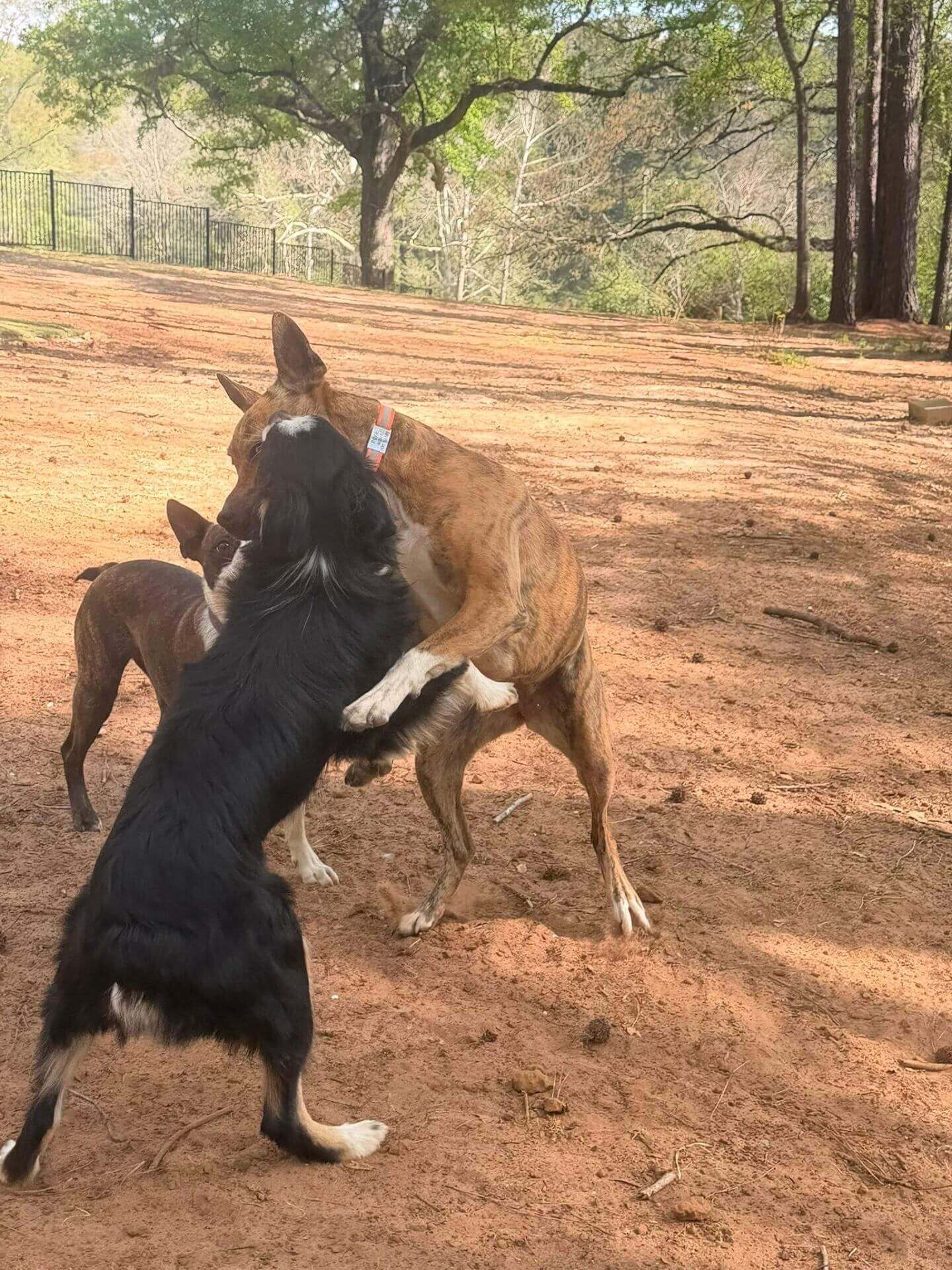 Wagadoches photo 9